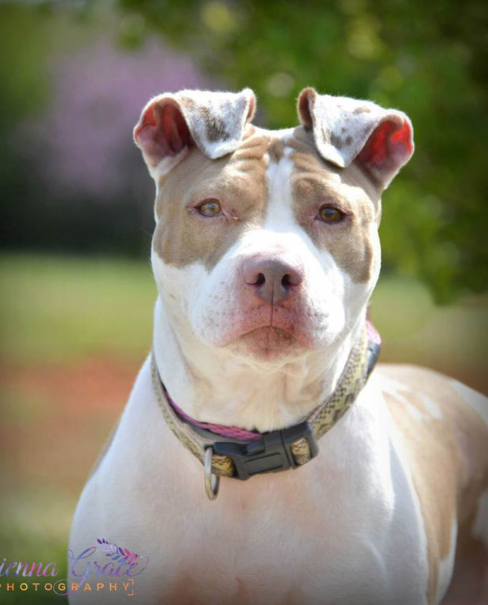 Pets of the Week